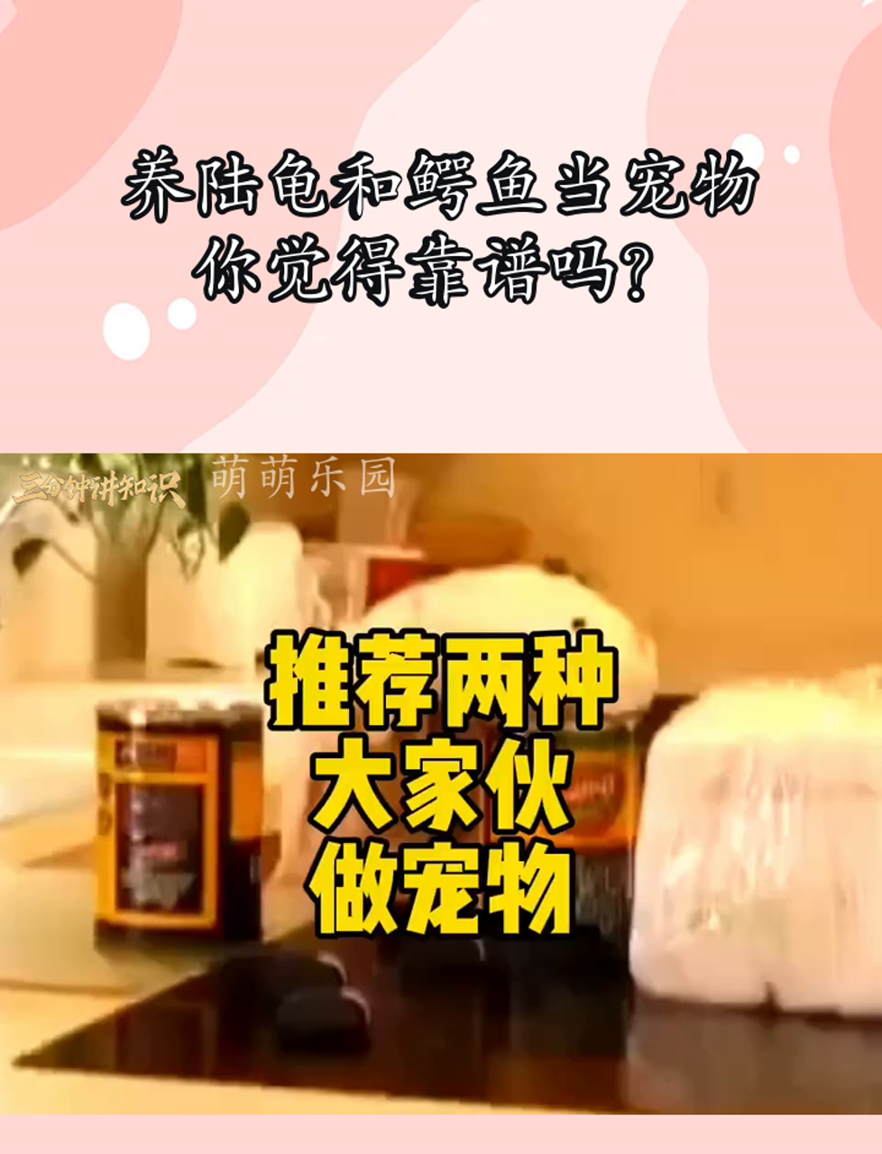 养陆龟和鳄鱼当宠物,你觉得靠谱吗?