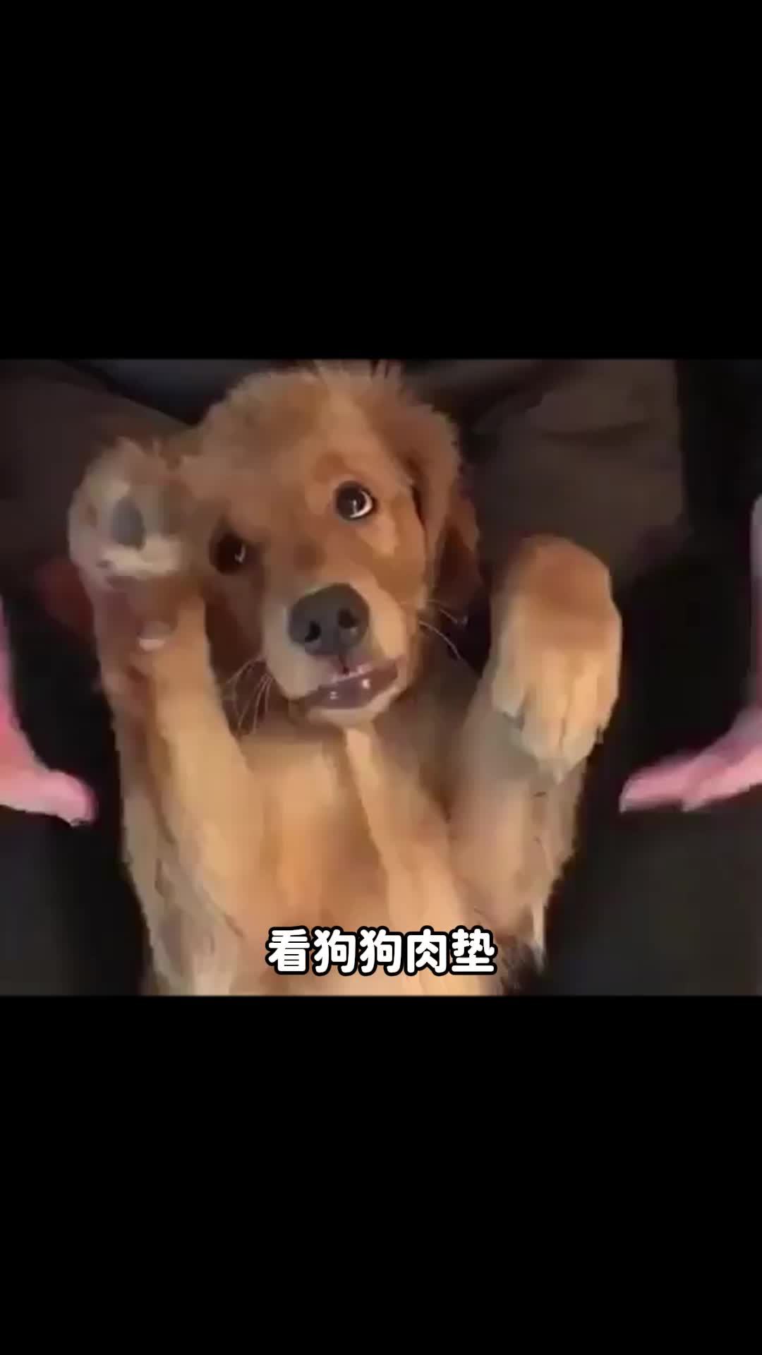 狗狗肉垫看性格秒懂狗狗小心思