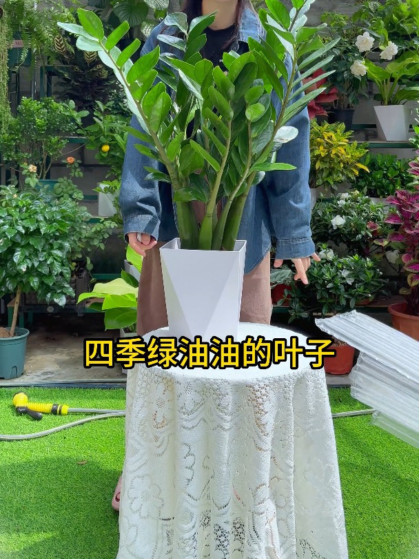 金钱树又叫钱串子,新手小白的福音,简单好养活,养久还能开花