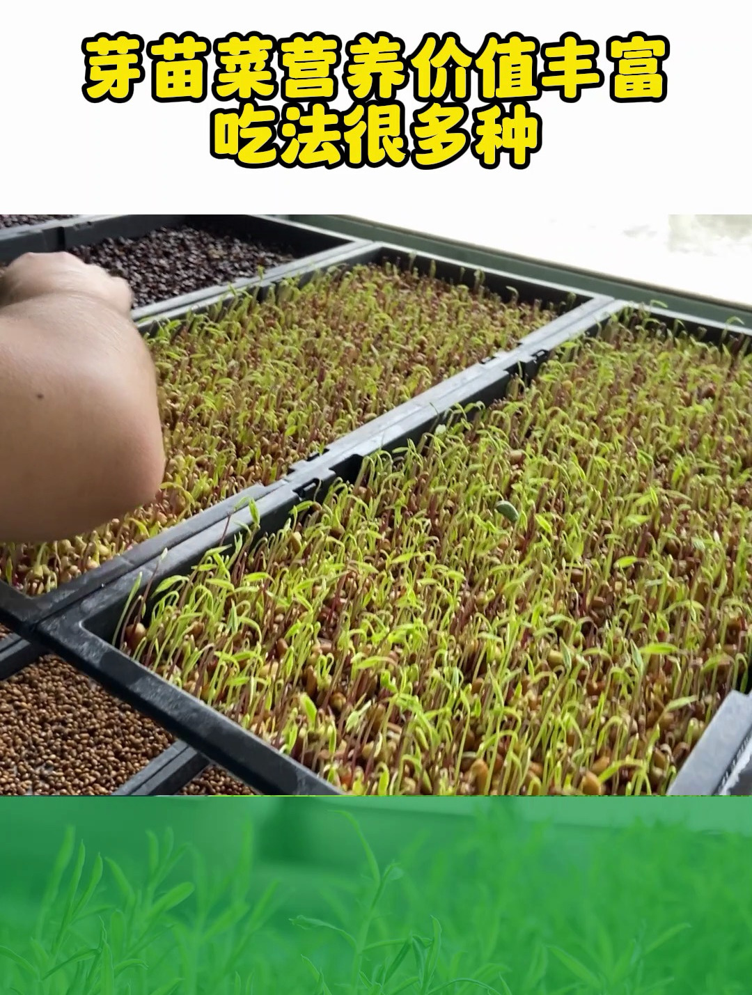 芽苗菜营养价值丰富,吃饭有很多种