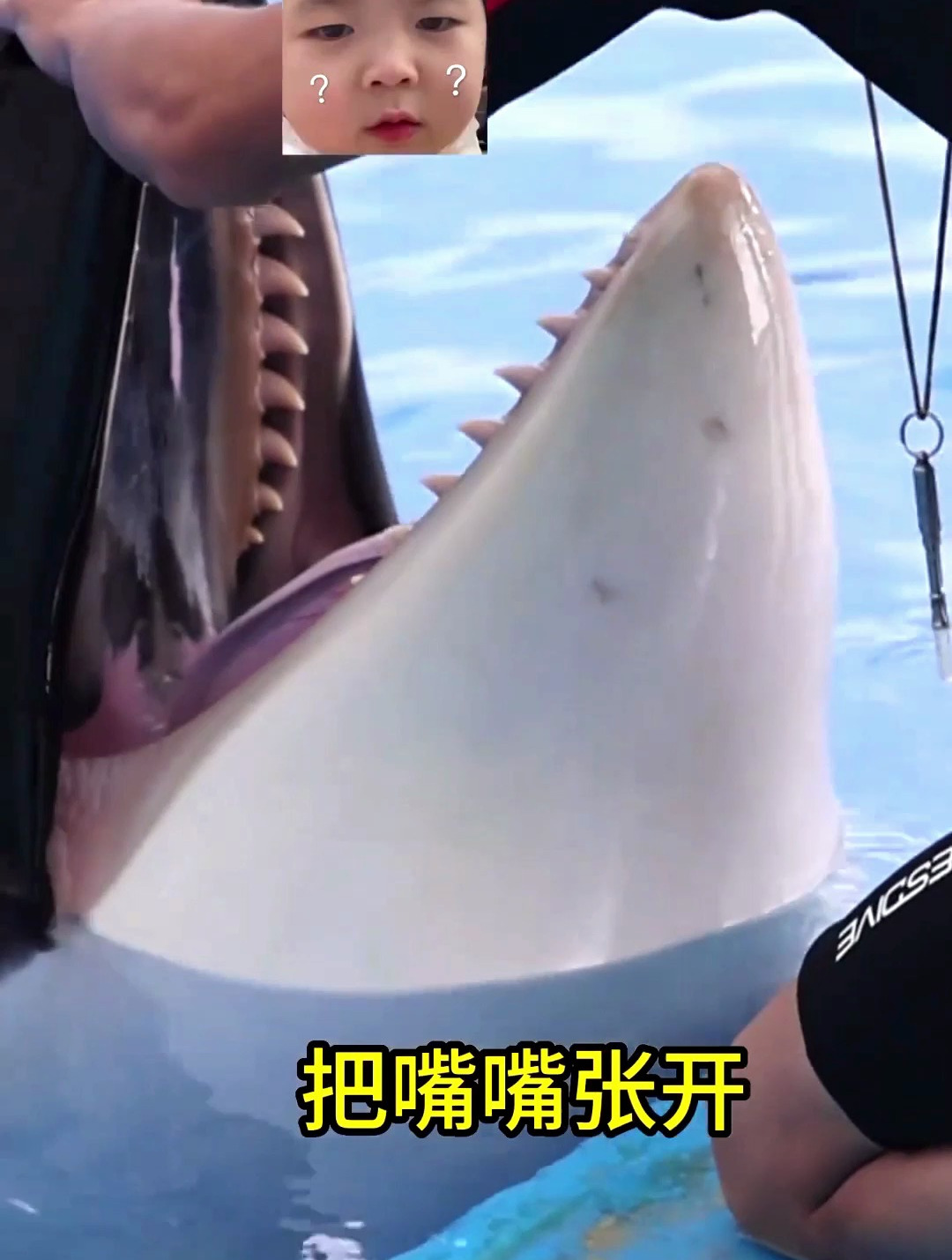 牙牙都长齐啦!虎鲸