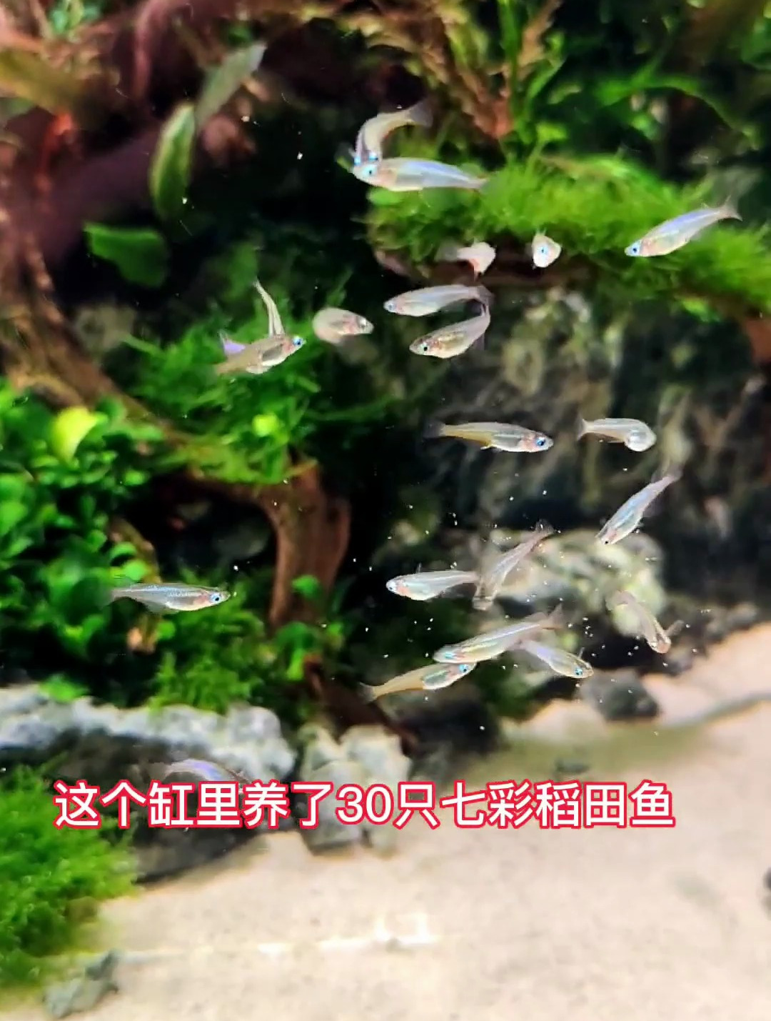 偶尔吃点丰年虾才能长得漂亮 养鱼日记
