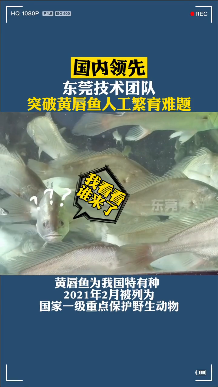 被网友评为最贵的“国一”鱼,有听说过吗?