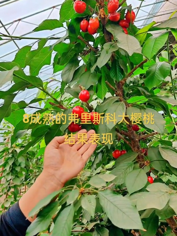 弗里斯科大樱桃是一个中早熟品种属于自花结实肉质果甘甜多汁且耐