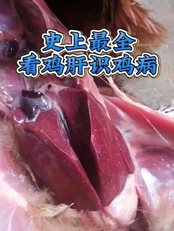 看图识鸡病表妹聊养鸡表妹养殖技术农村散养土鸡科学养鸡