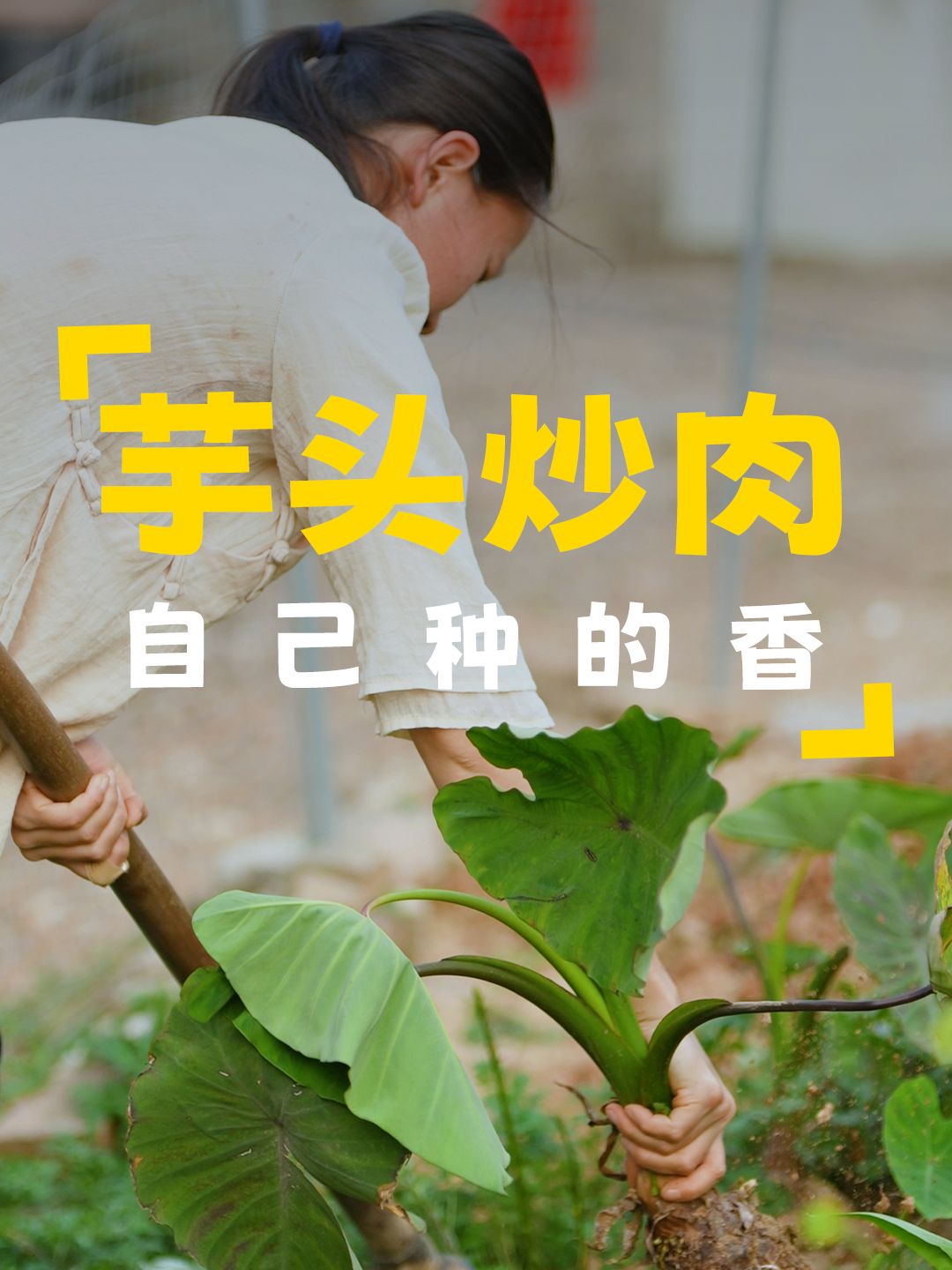 到地里挖些芋头回去,用来炒猪肉,一道简单又好吃的家常菜