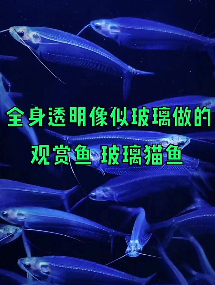 全身透明,像是玻璃做的观赏鱼,玻璃猫鱼