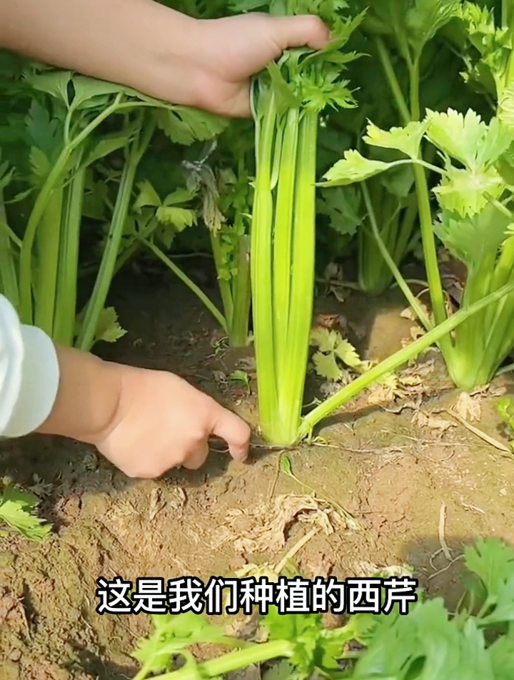 今天才明白,芹菜和西芹有什么区别?好多人不懂,以后可别买错了