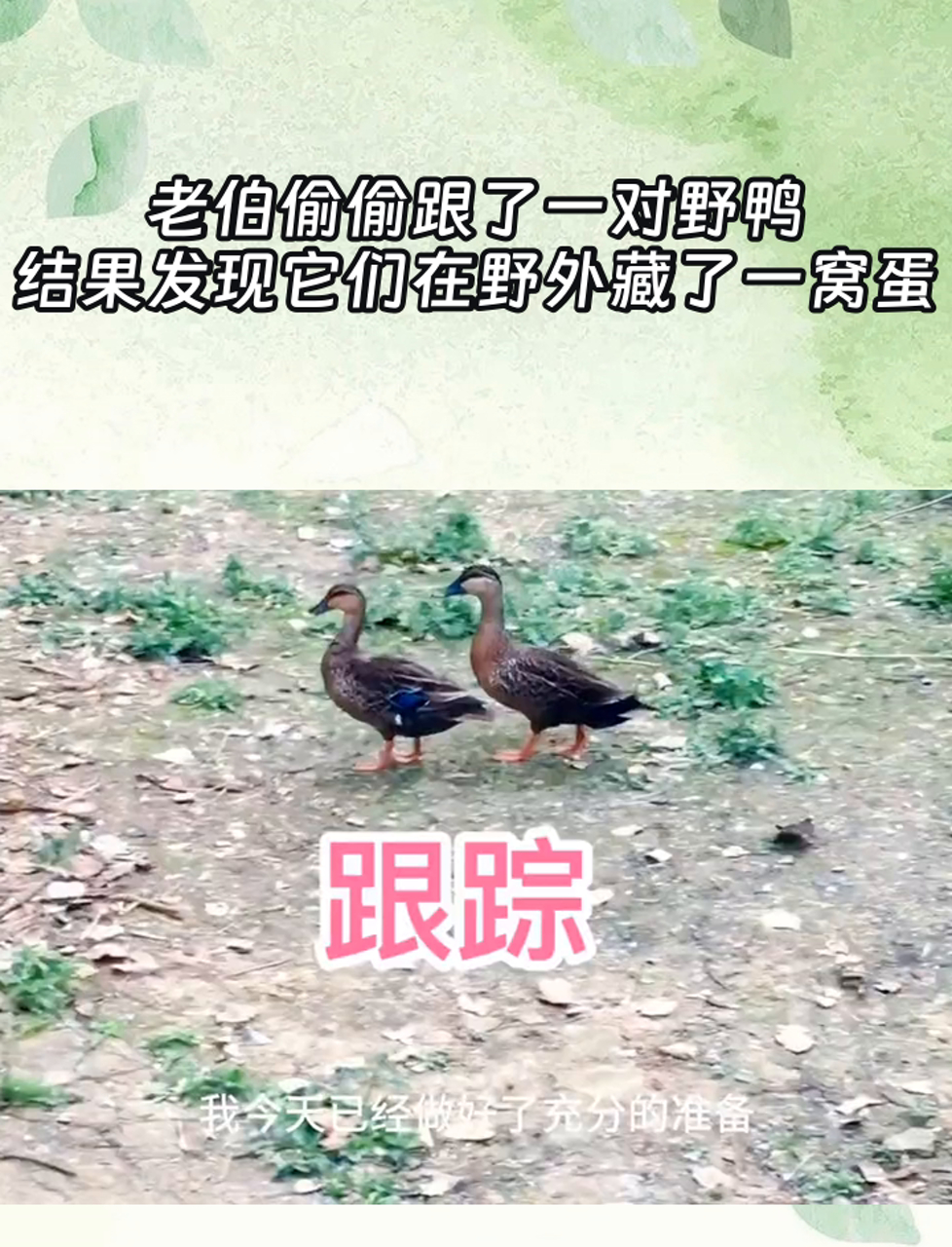 老伯偷偷跟了一对野鸭,结果发现它们在野外藏了一窝蛋