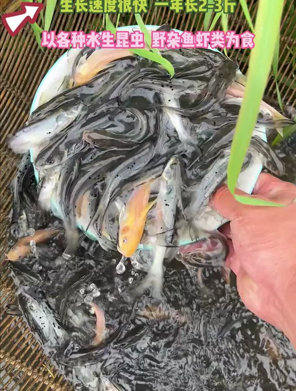 叉尾鱼又叫沟鲶是以植物性饲料为主的杂食性鱼类,适应性强