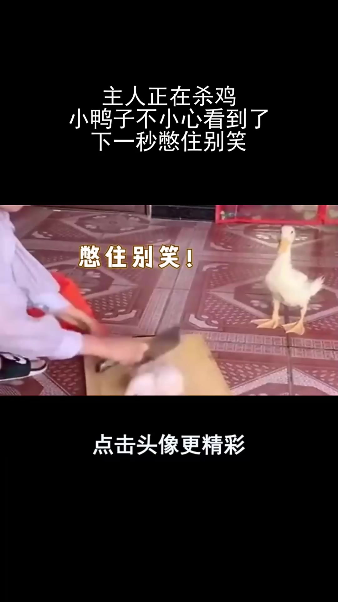 主人正在杀鸡,小鸭子不小心看到了,下一秒憋住别笑!3