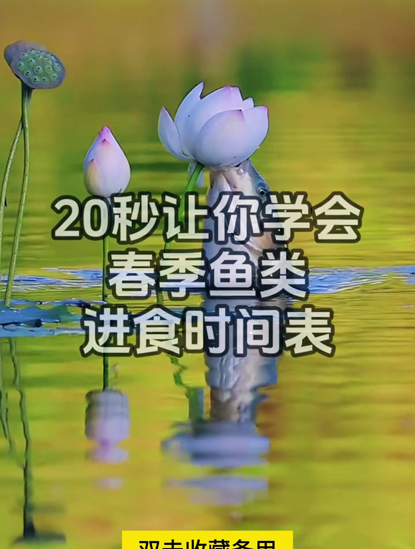 “20秒”教你春季鱼类的进食时间,记住这些,鱼儿难逃你手!