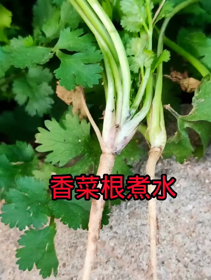 小小的香菜妙用真不少,尤其是香菜根煮水,作用厉害了