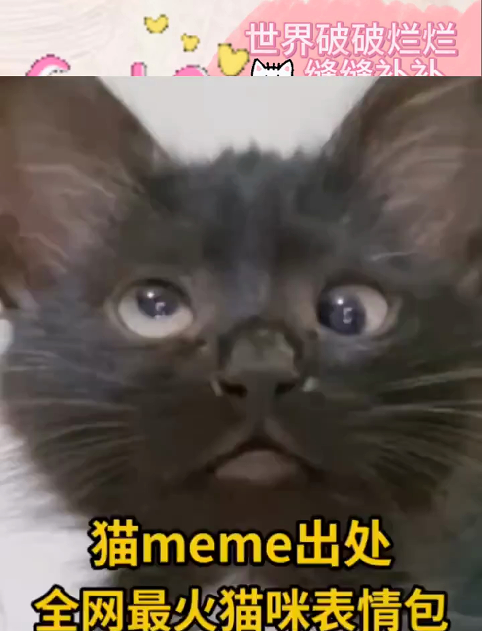 网上超火的猫咪表情包大搜罗,都出自哪里?