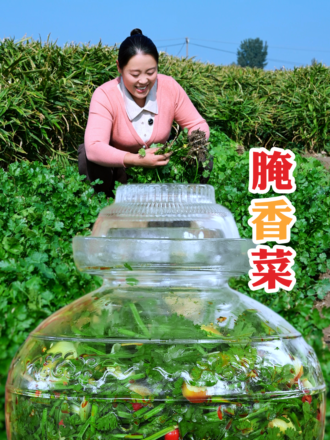 香菜的腌制方法,新鲜不坏,你学会了吗