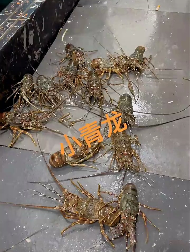 乐食港鲜活小青龙虾,很好吃哦