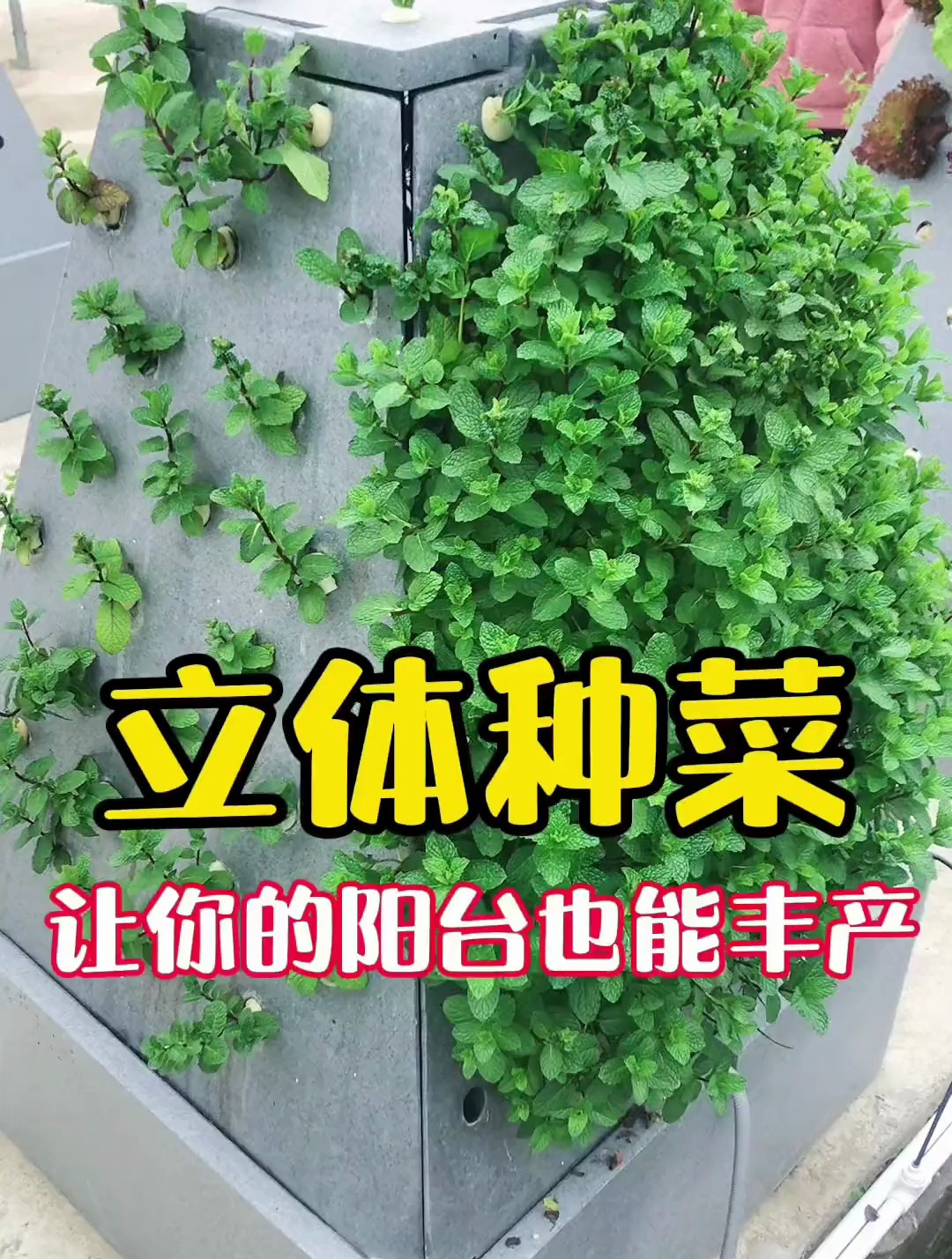 立体种菜,让你的阳台庭院也能实现丰产