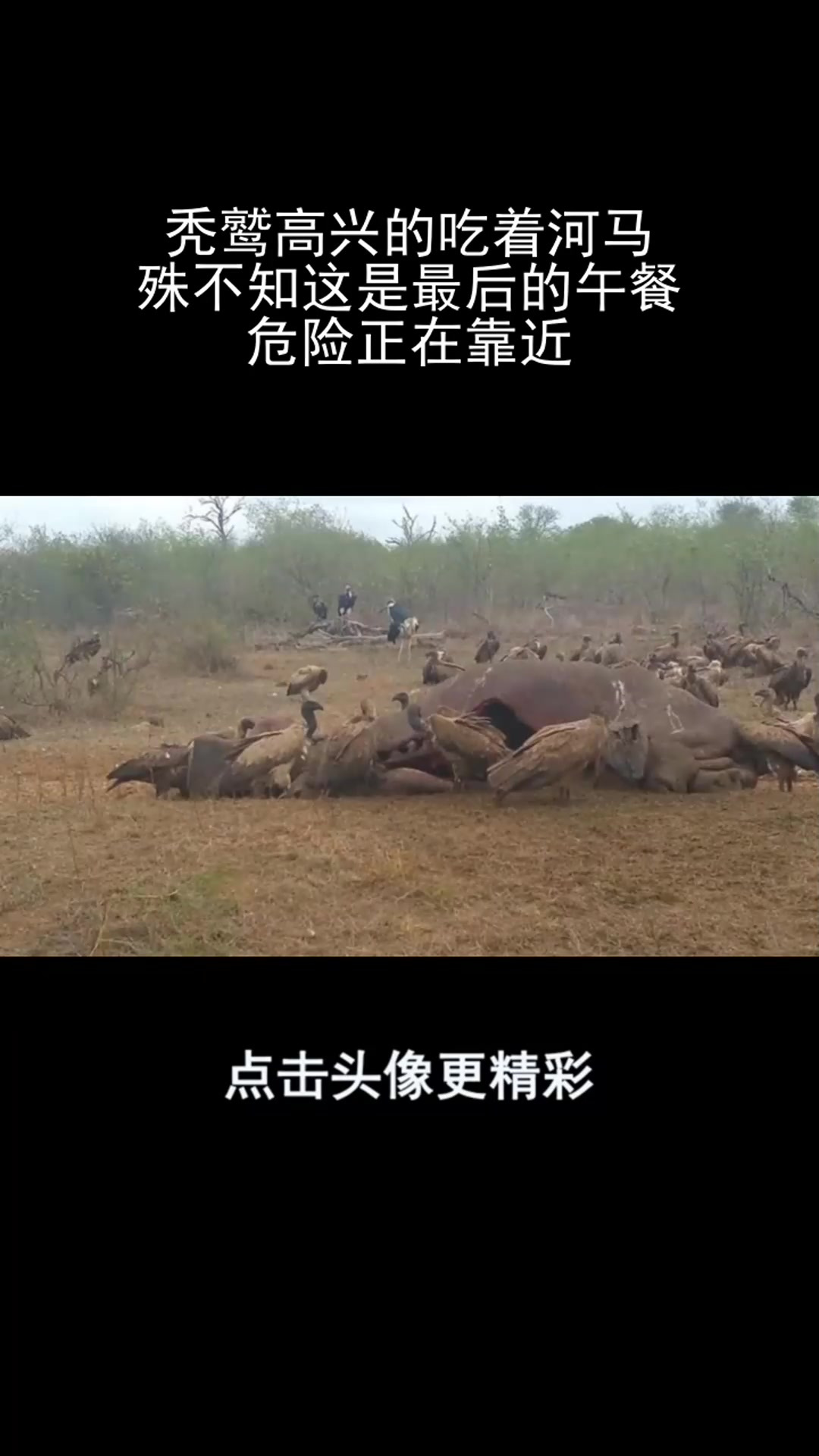 秃鹫高兴的吃着河马,殊不知这是最后的午餐,危险正在靠近