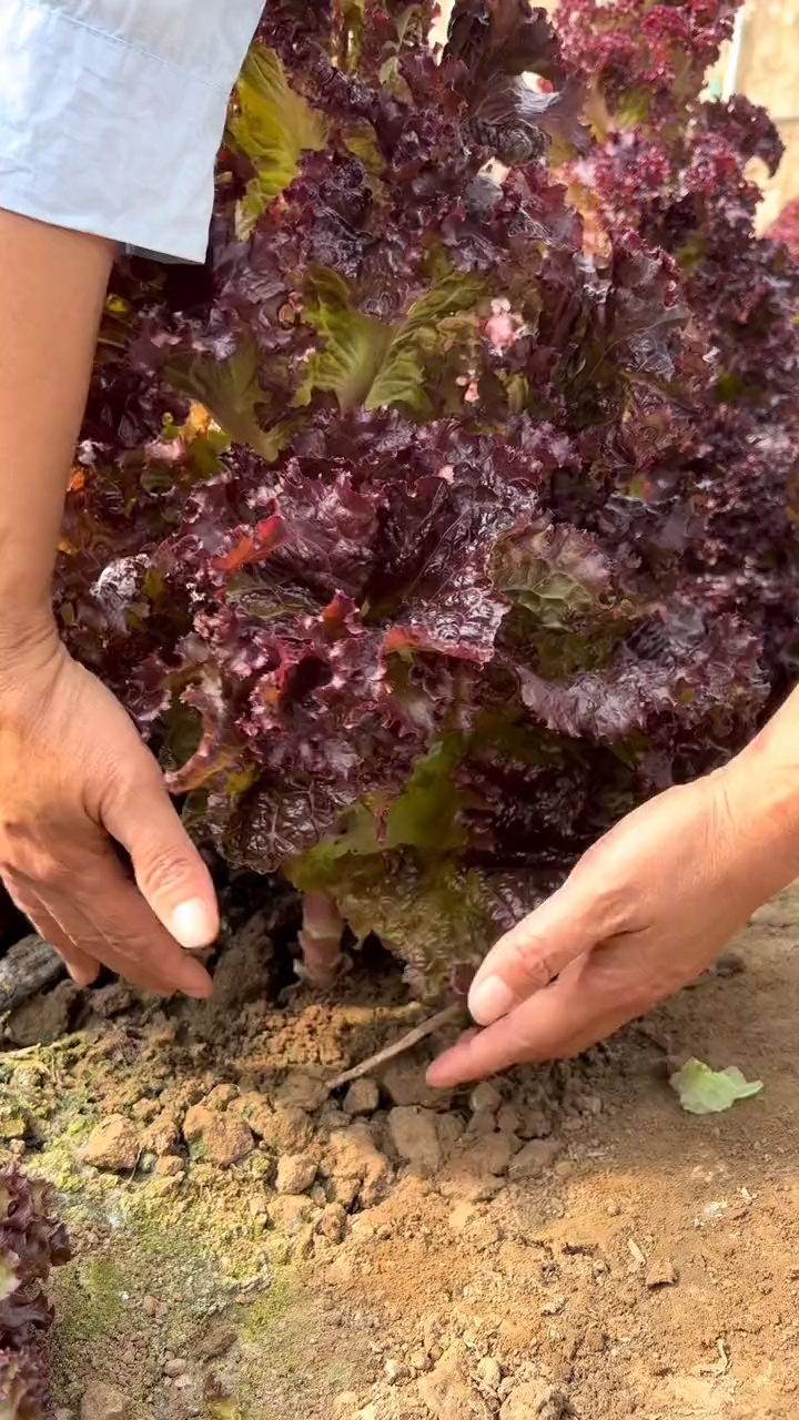 紫叶生菜好吃,好看,营养高