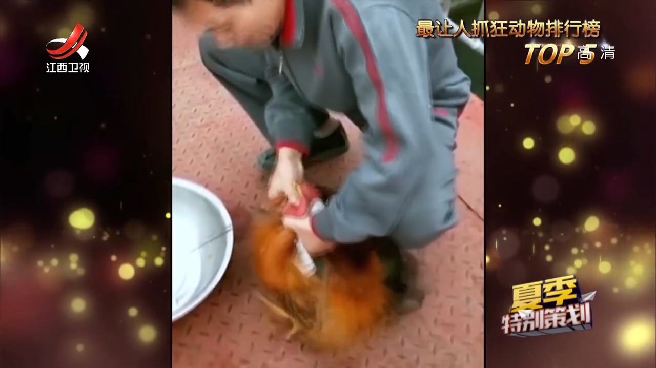 命运要掌握在自己手中,看到大叔要对自己下手,公鸡一脚踹飞了盆