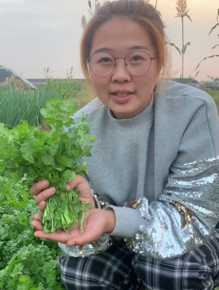 香菜种植前一定要处理一下在种植,出苗高产量好,选对品种很重要