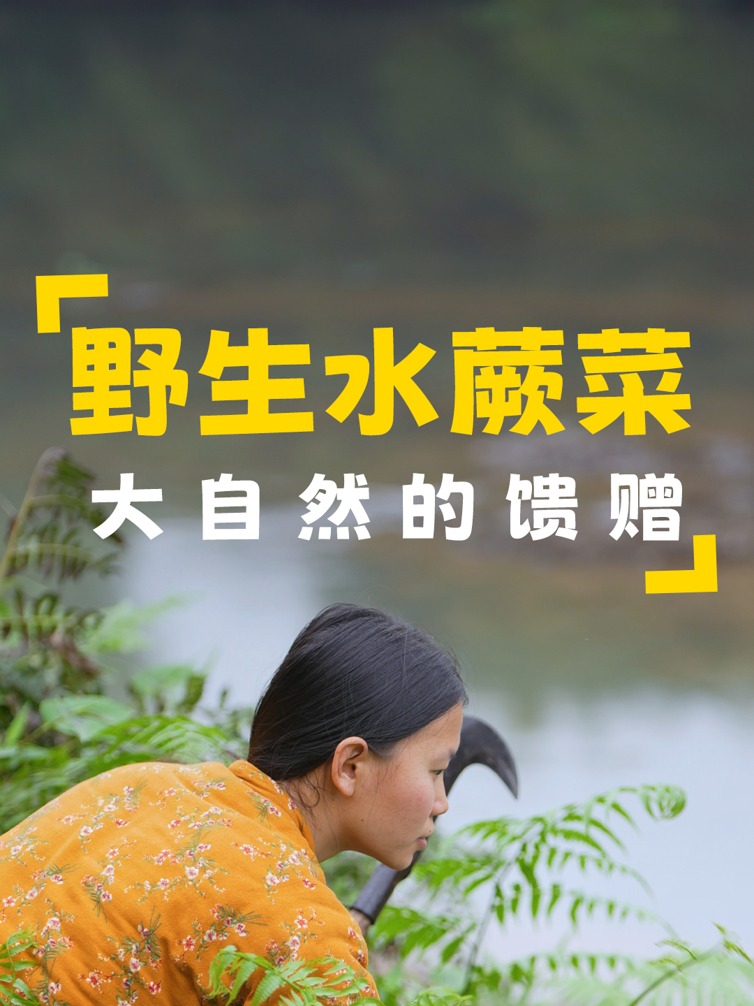 小河边长满了野生的水蕨菜,这是难得一见的美食,摘回去炒腊肉香