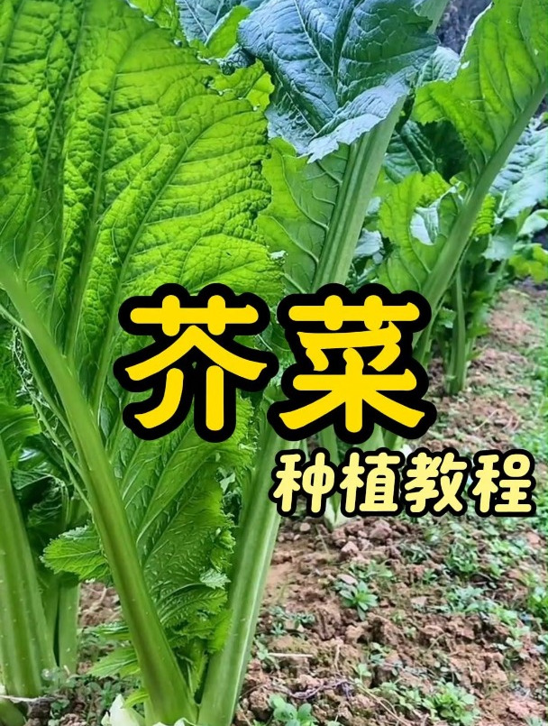 超详细的芥菜种植教程,新手也能收获满满