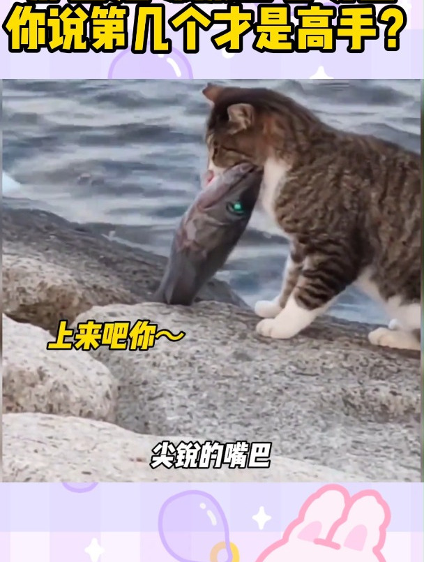 那些猫咪抓鱼名场面你说第几个才是高手?