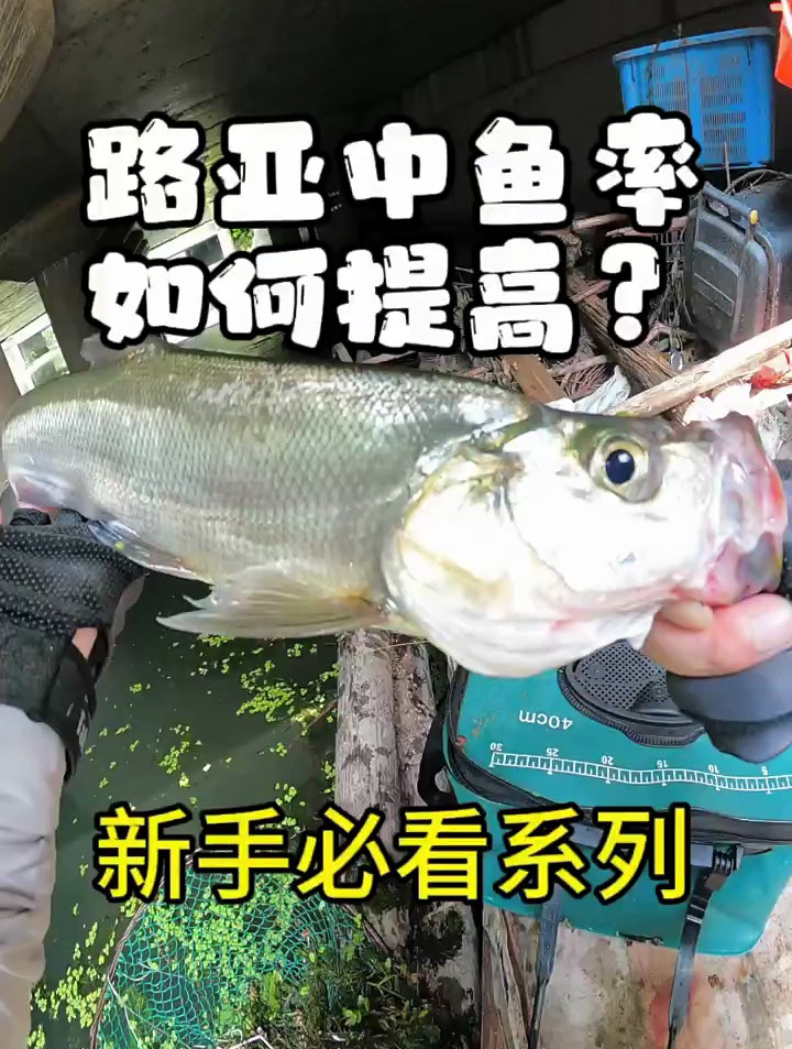路亚如何提高中鱼率?路亚新手必看!
