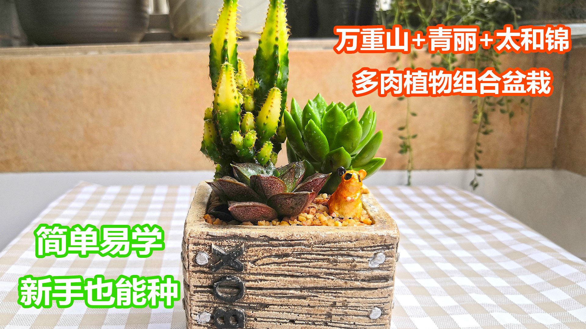 简单好种的多肉组合盆栽 该怎么选多肉?