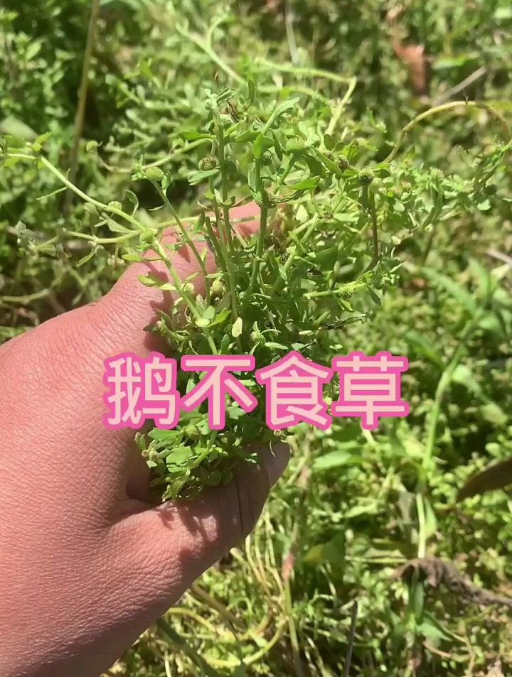 这个植物是鹅不食草,它是一年生菊科植物