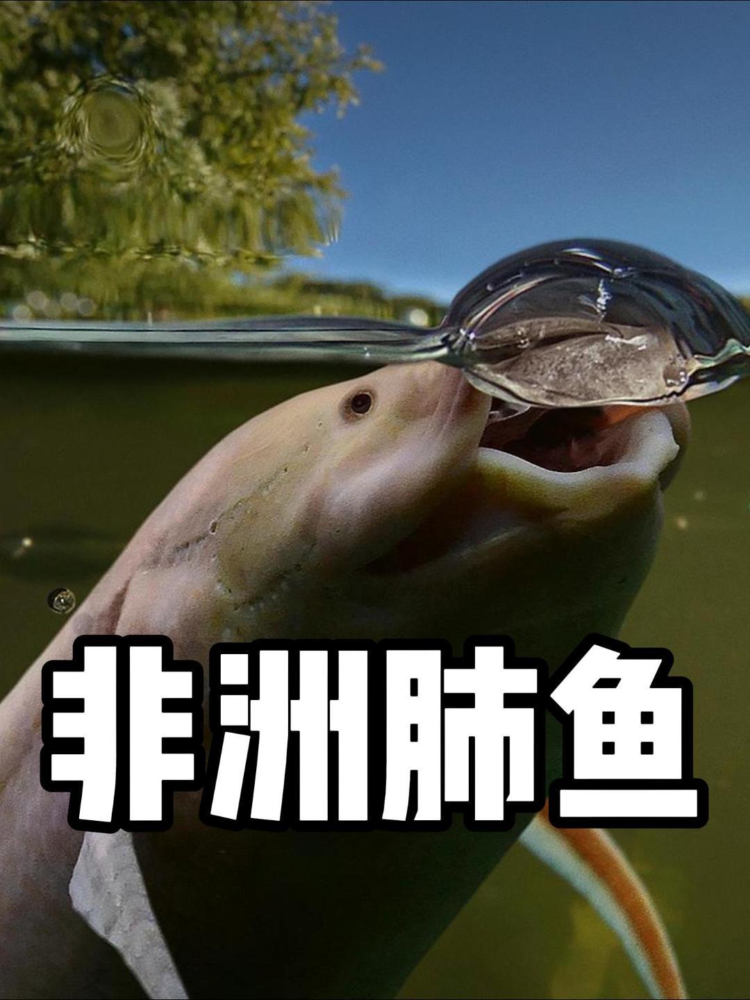 非洲肺鱼,在土里没有水和食物,照样能活个三五年!