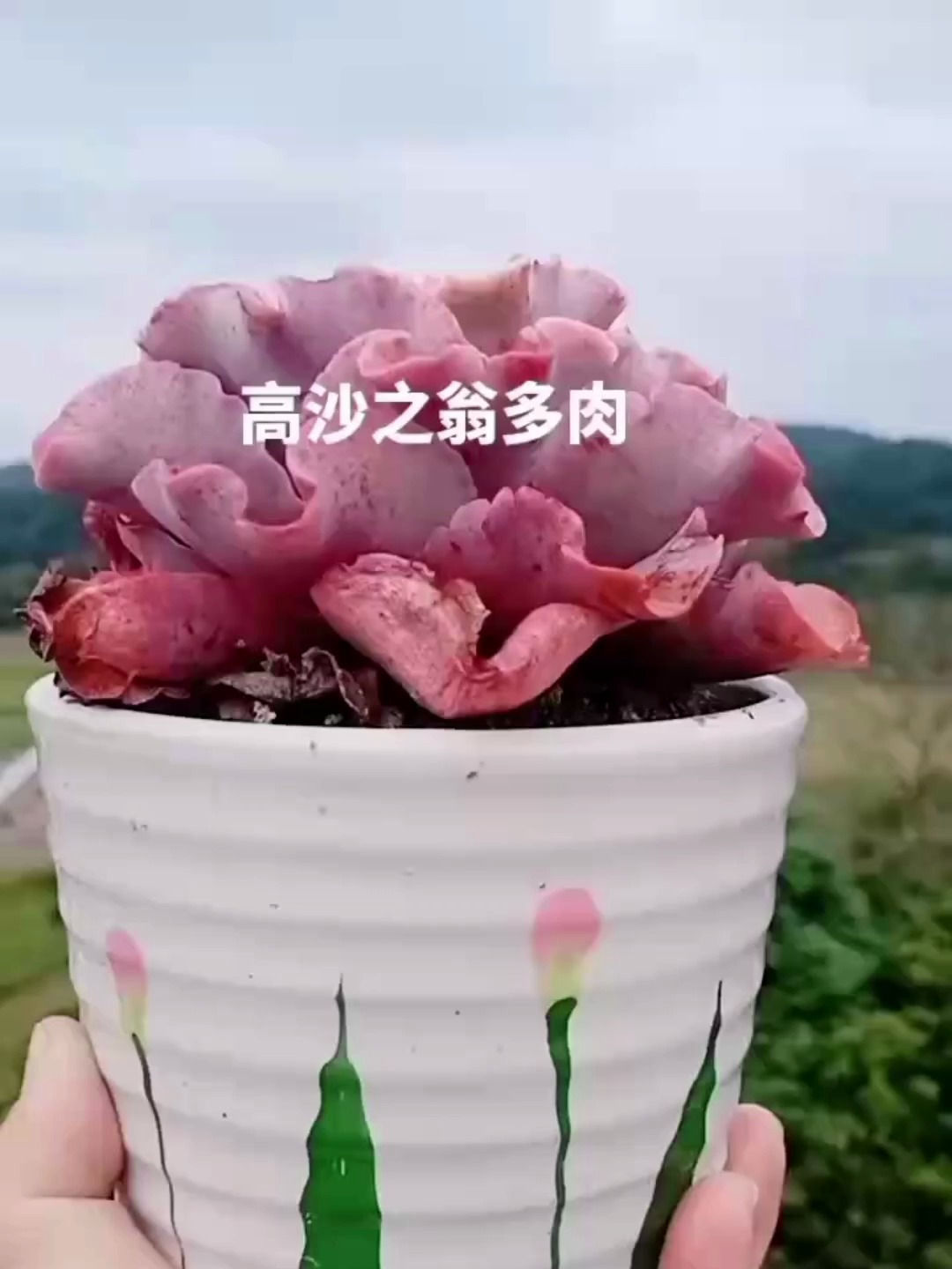 多肉高砂之翁,原来也可以用小盆来养!