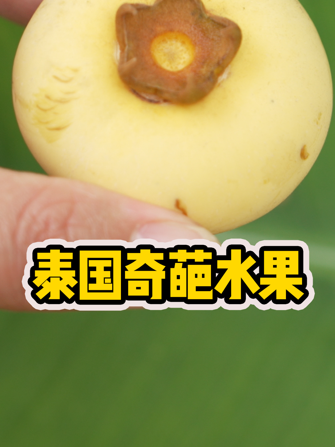 「水果猎人」去泰国旅游推荐吃哪些小众水果?