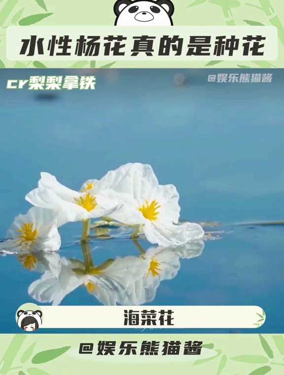 好看还好吃的“水性杨花”,现在飞去云南行不行