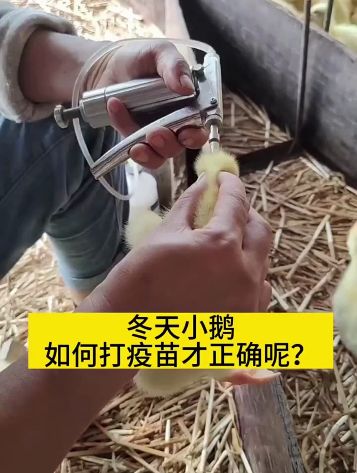 冬天小鹅如何打疫苗才正确呢