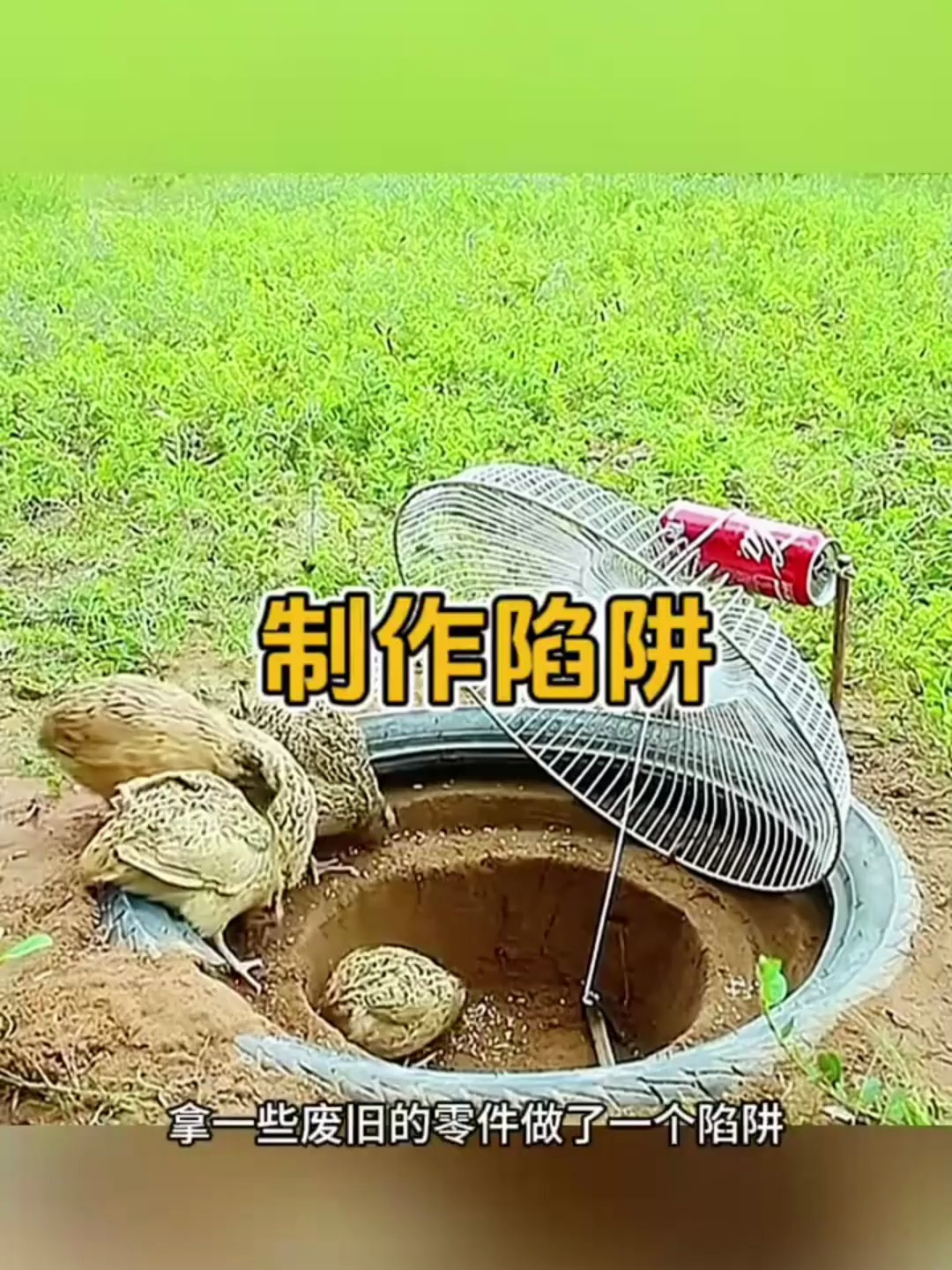一个小陷阱捉住一群小野鸡