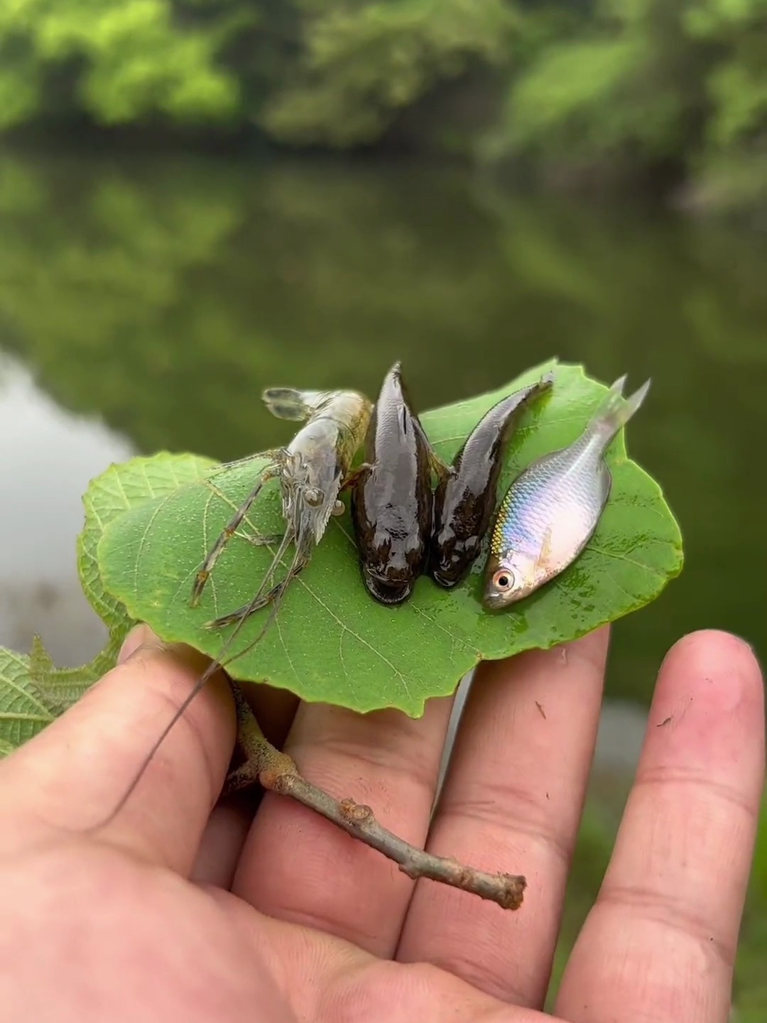 今天来河边捞鱼看看收获