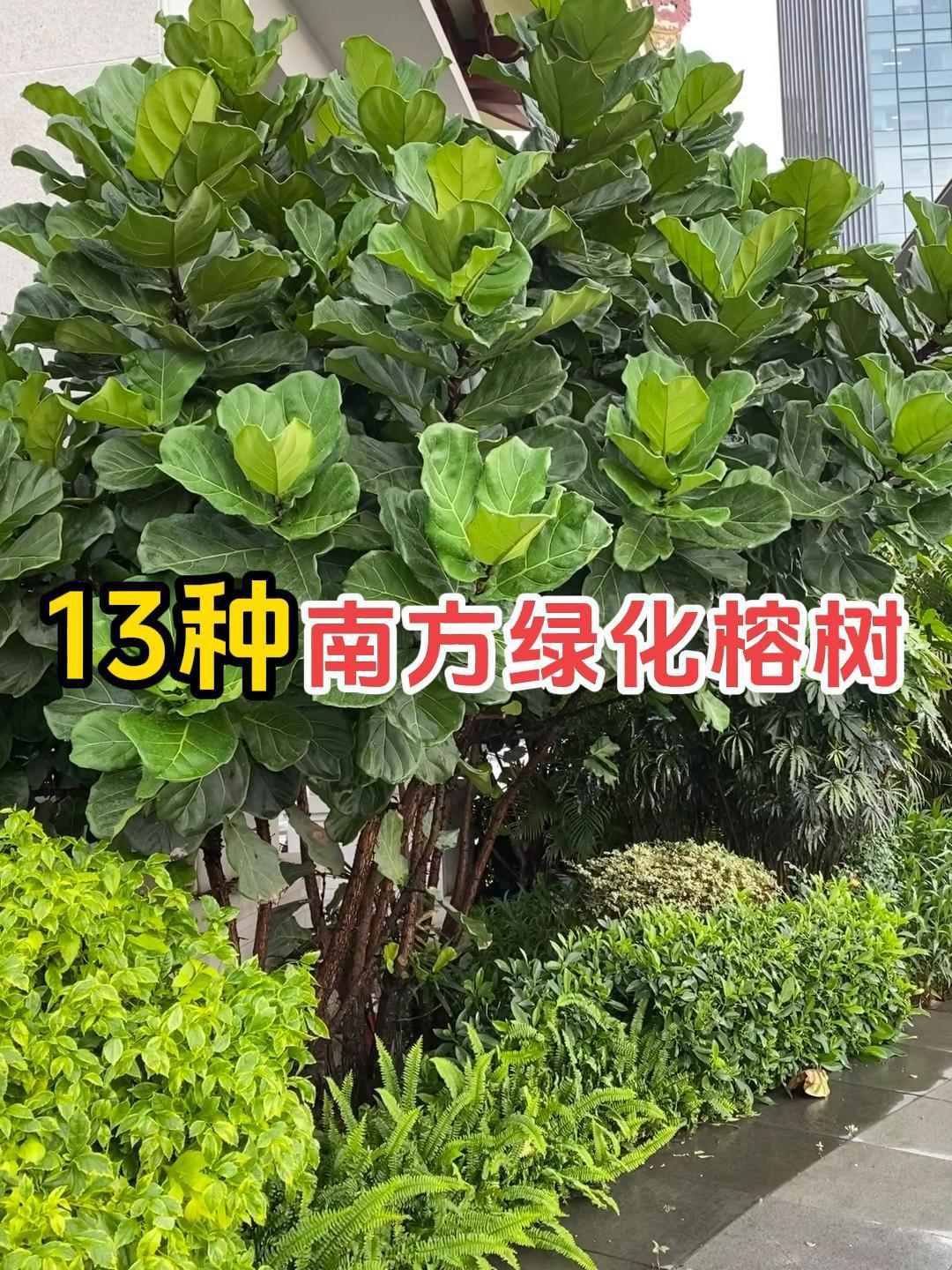 南方绿化带的榕树品种有哪些?琴叶榕、橡皮树竟也在其中