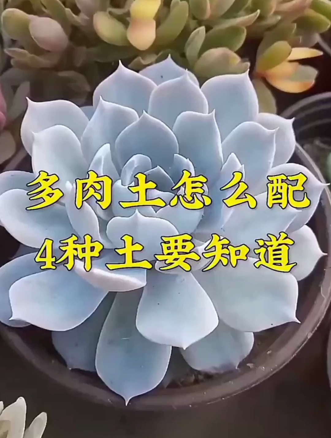 多肉土怎么配?4种土要知道。多肉植物 多肉控养 多肉养护!