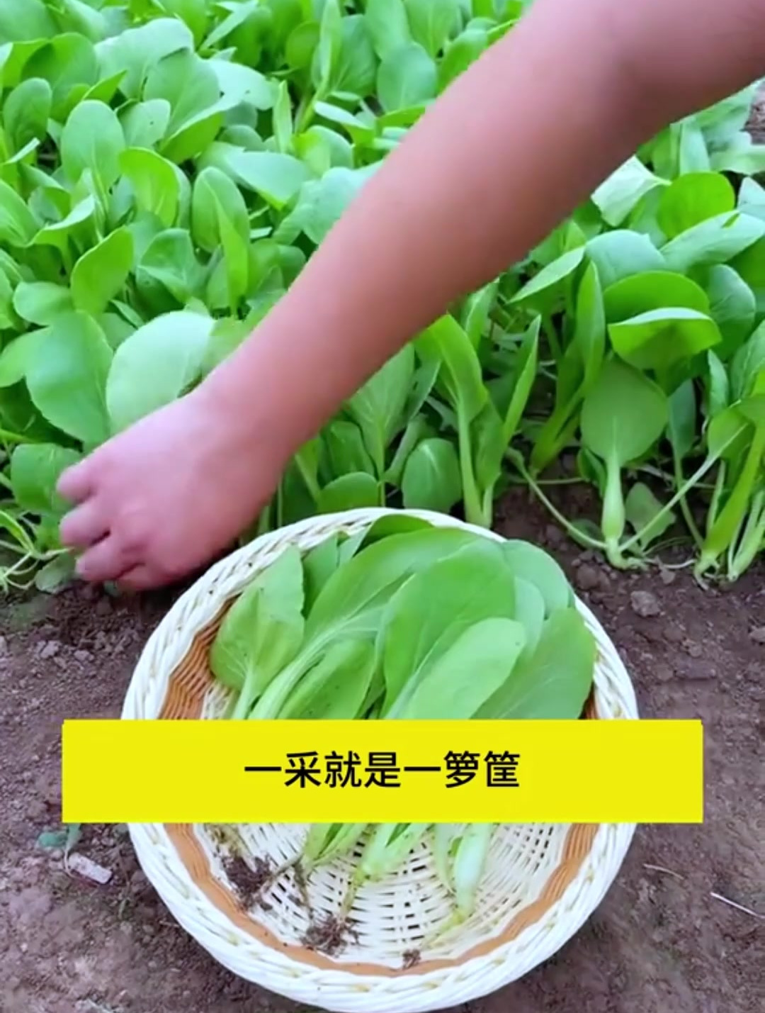 鸡毛菜一定要种,口感鲜嫩,种植简单长得快,一收就是一箩筐