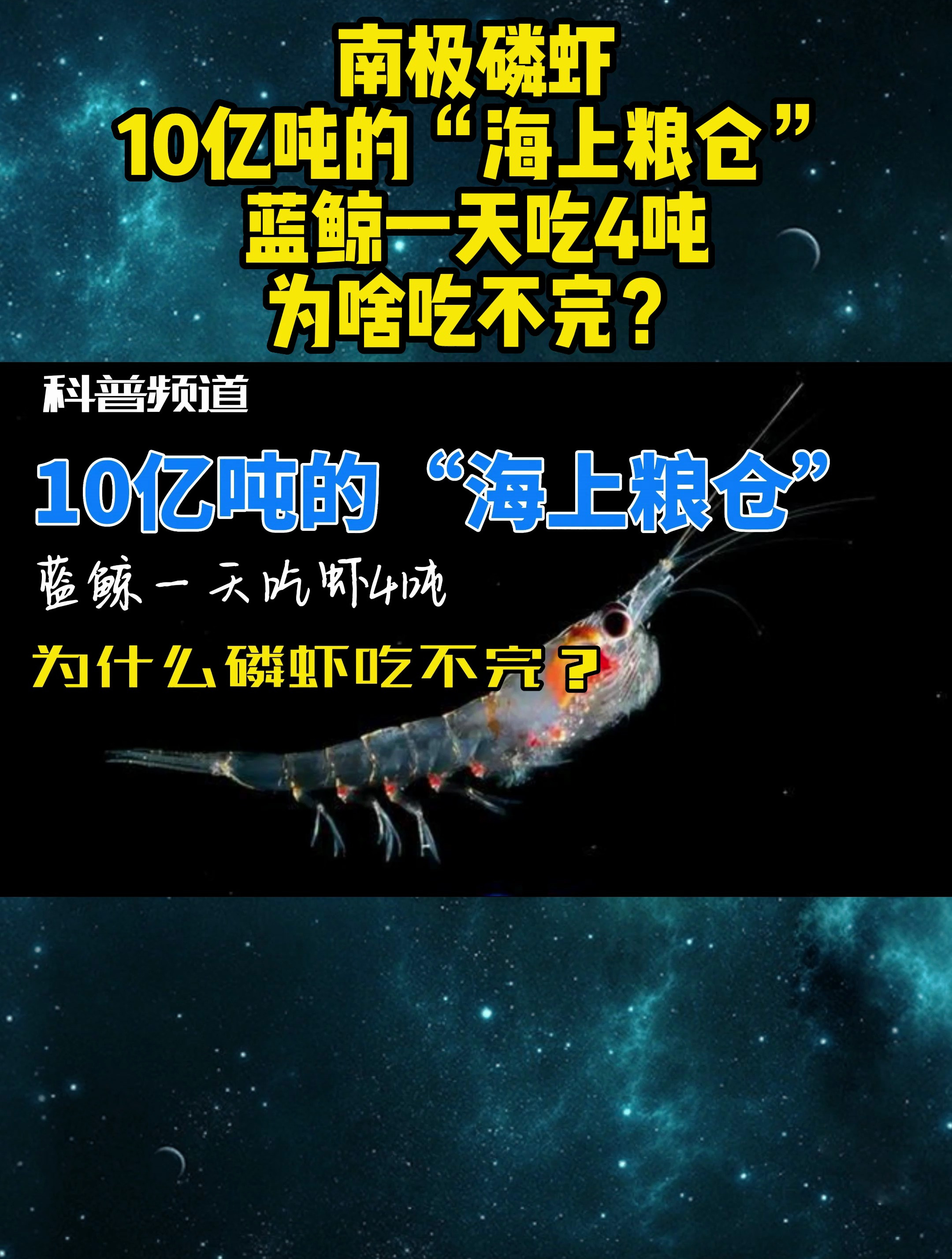 10亿吨的海上粮仓,蓝鲸一天就能吃4吨,南极磷虾为什么吃不完?