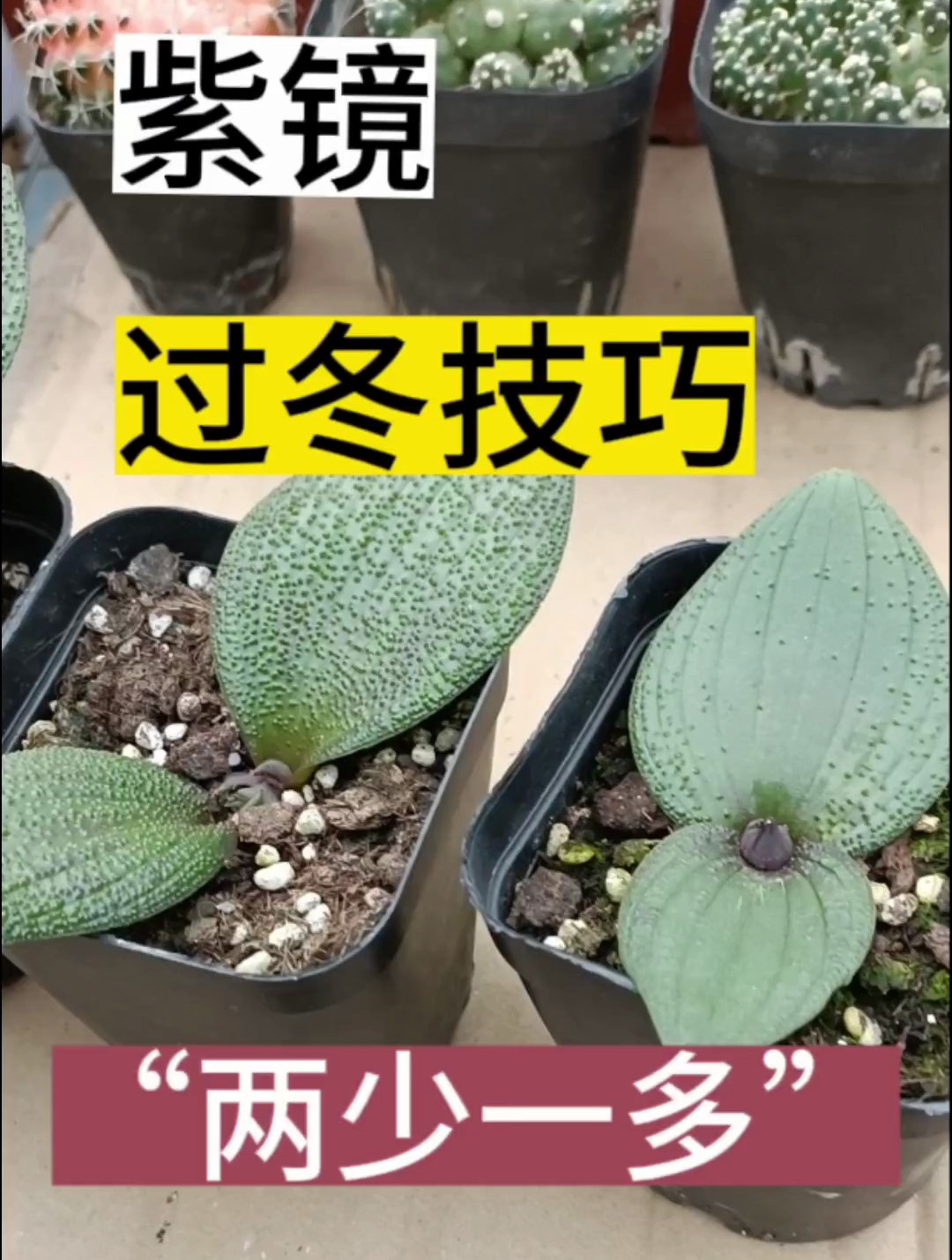 紫镜多肉冬季养护攻略:记住“两少一多”,开花漂亮,色泽鲜艳