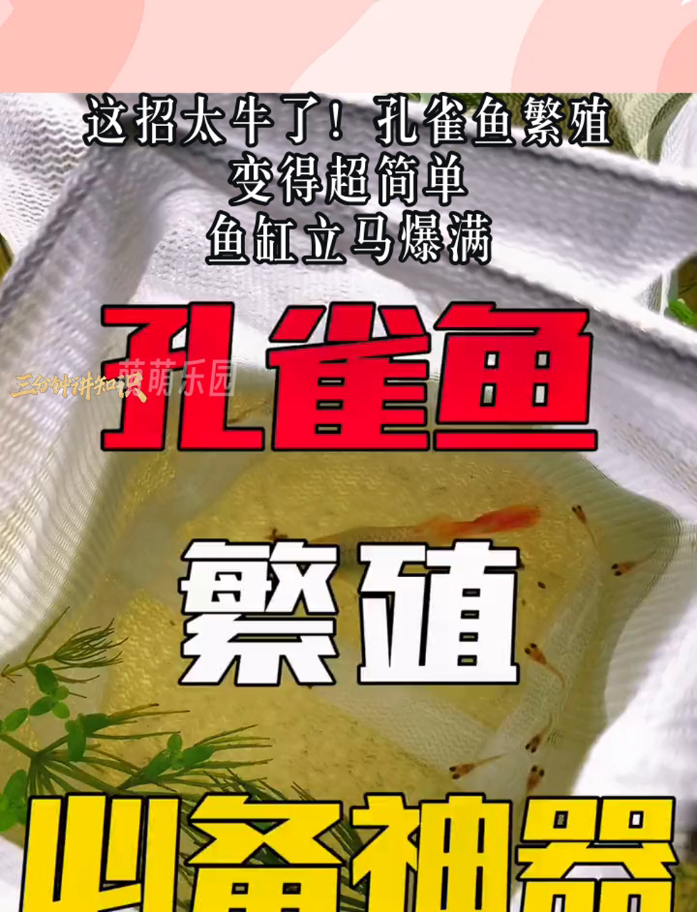 这招太牛了!孔雀鱼繁殖变得超简单,鱼缸立马爆满