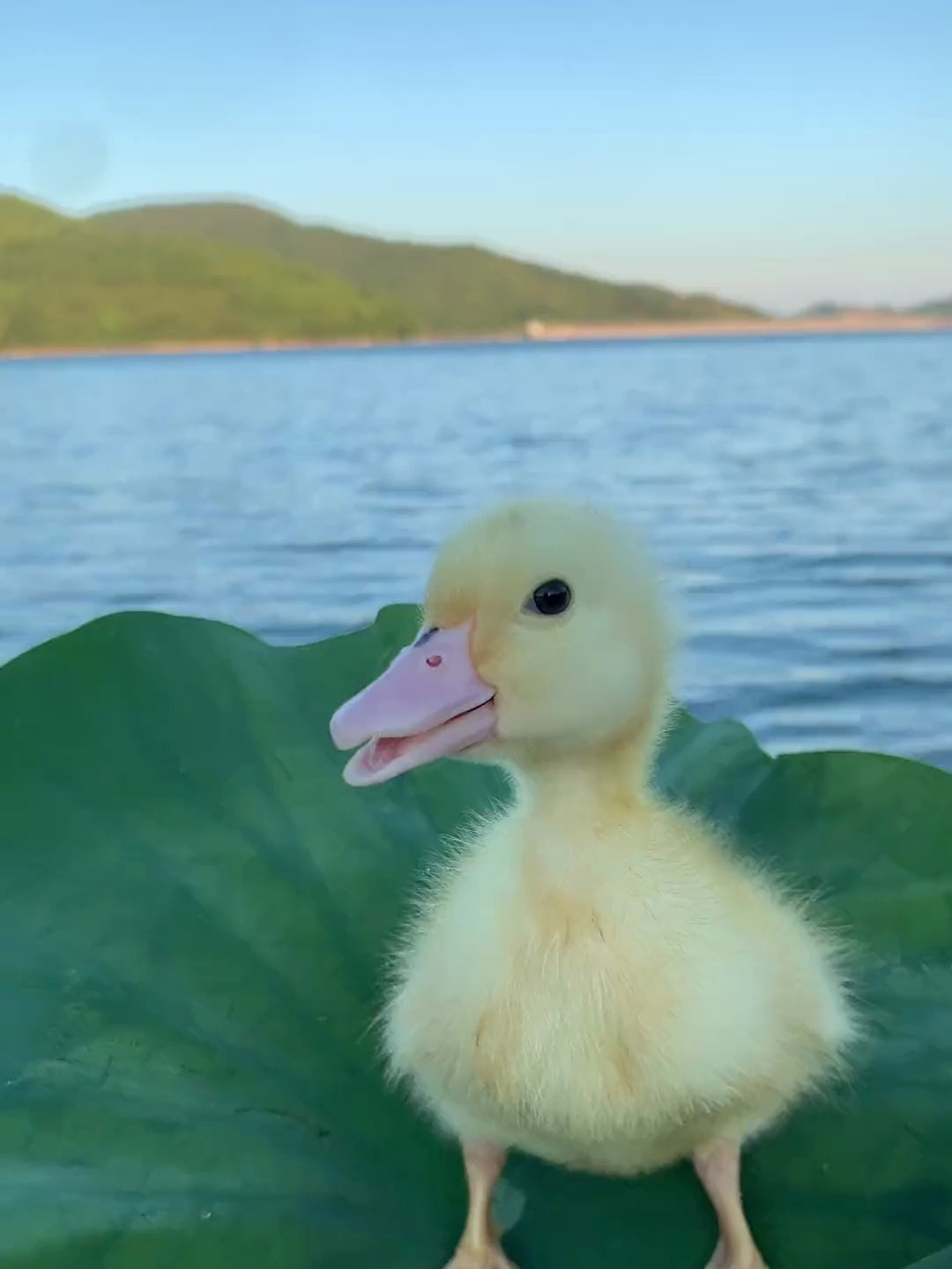 大家喜欢看小鸭子游泳吗