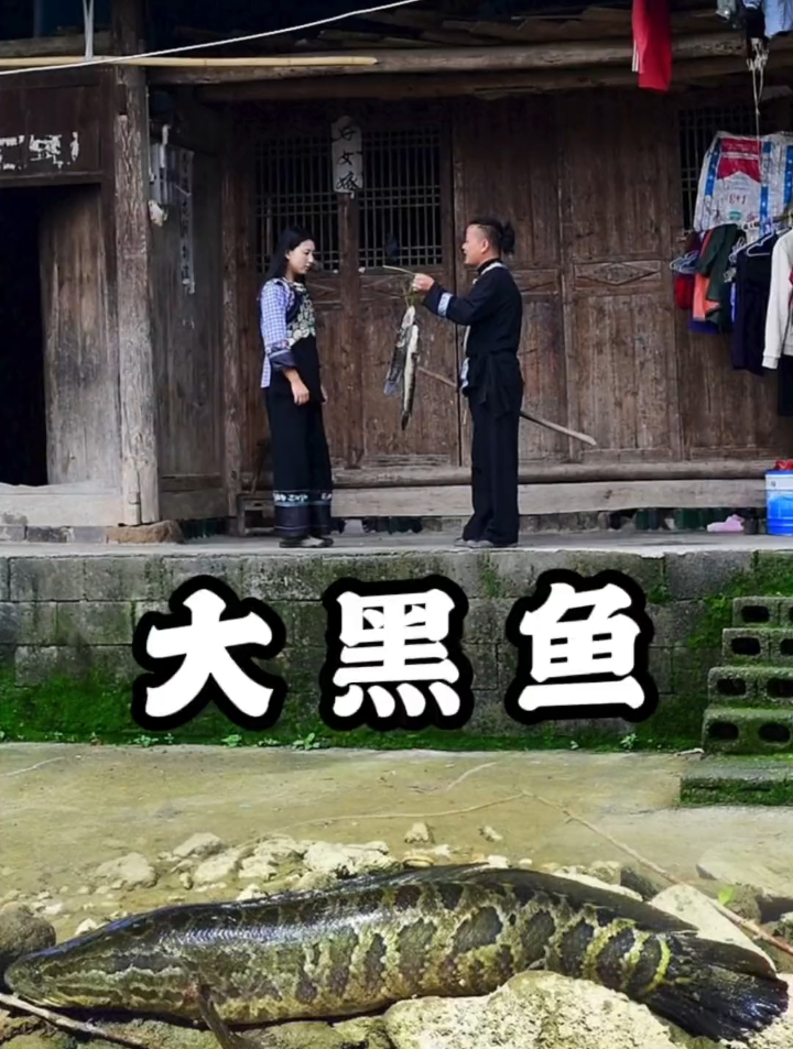 这样的鱼,我们这边叫黑鱼也叫财鱼、你们那边叫什么呢