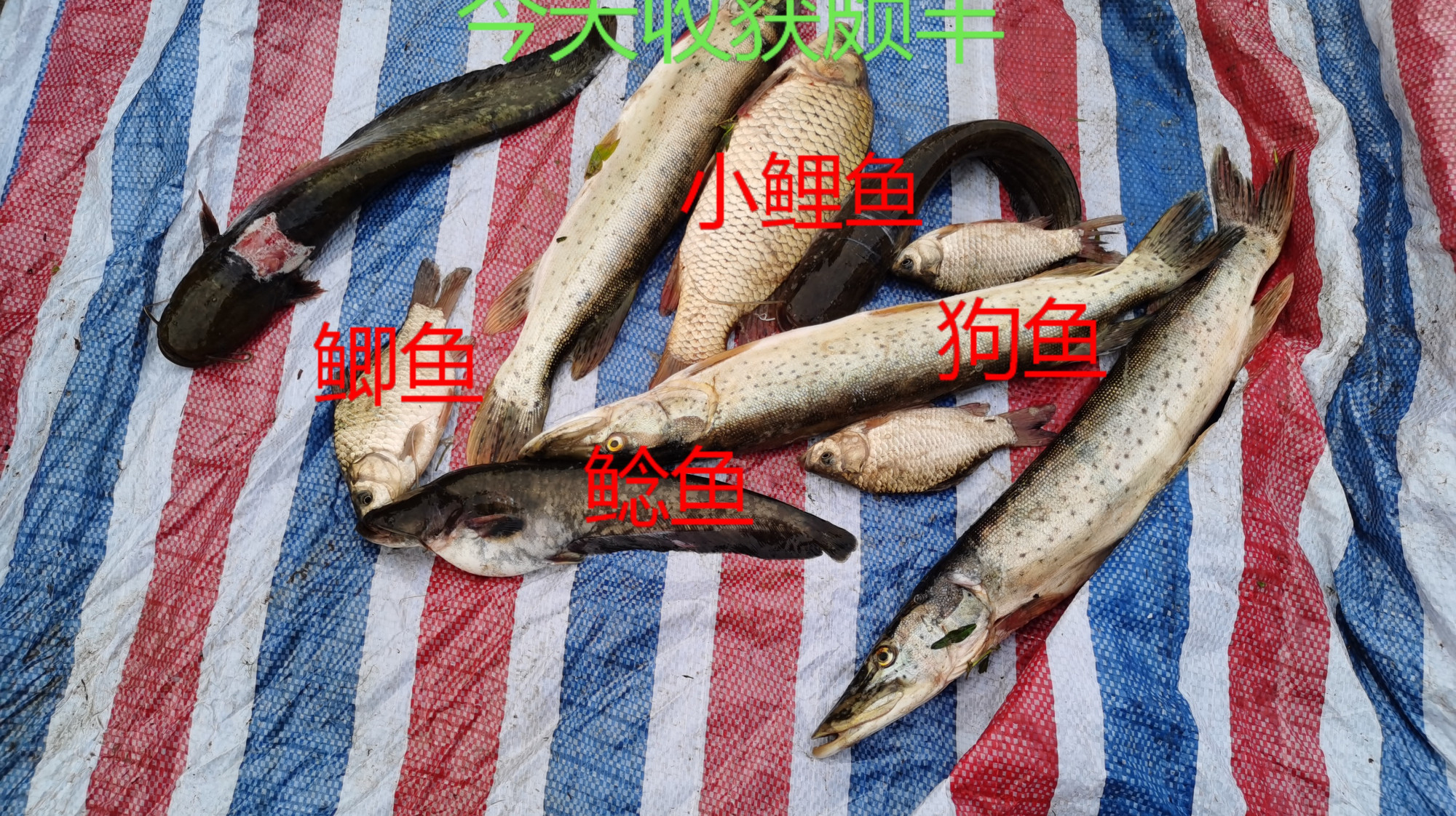 大江里捕鱼连上三条狗鱼爷俩都笑疯了,今天收获颇丰开心的不得了