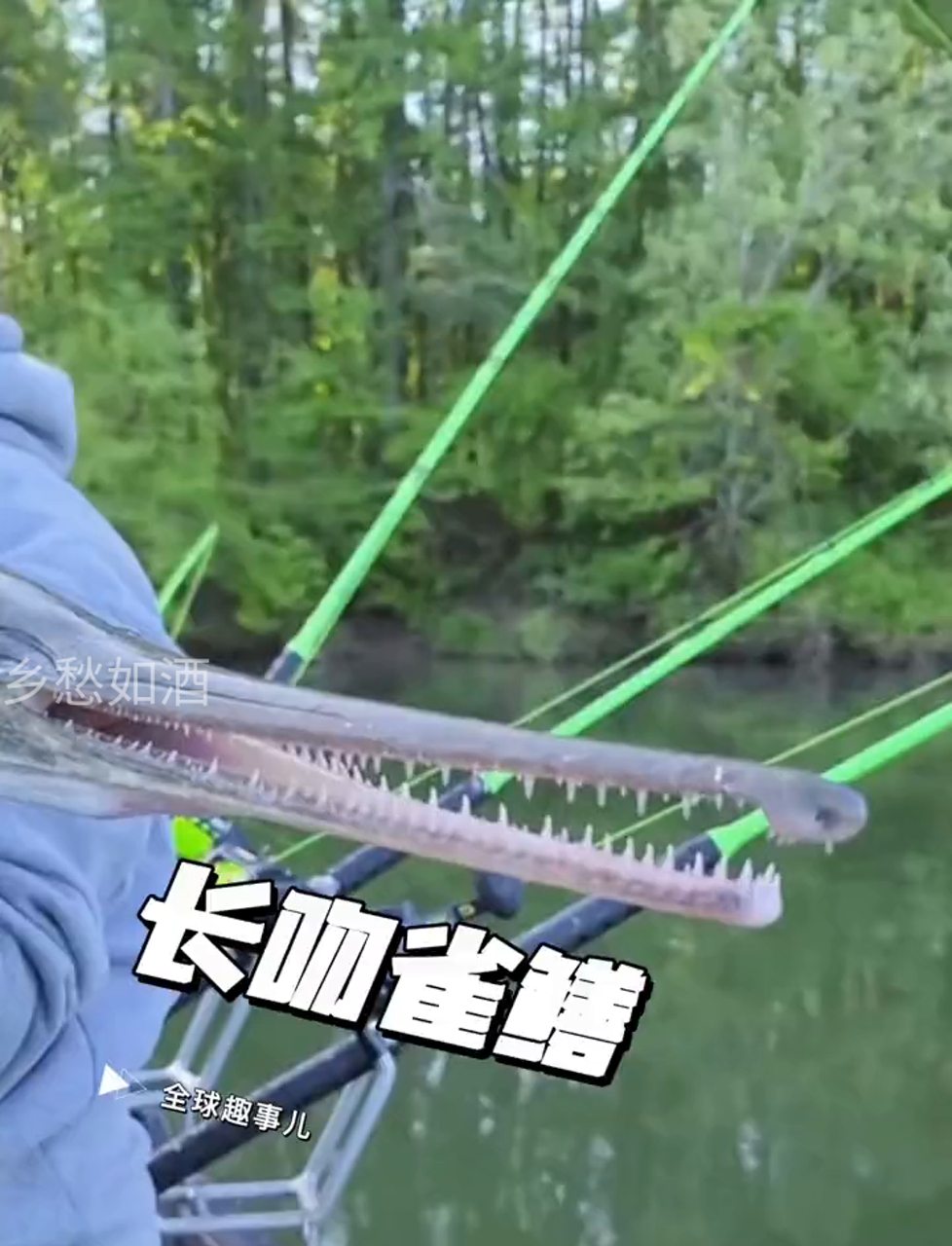 大嘴怪淡水鱼长吻雀鳝的惊人真相!
