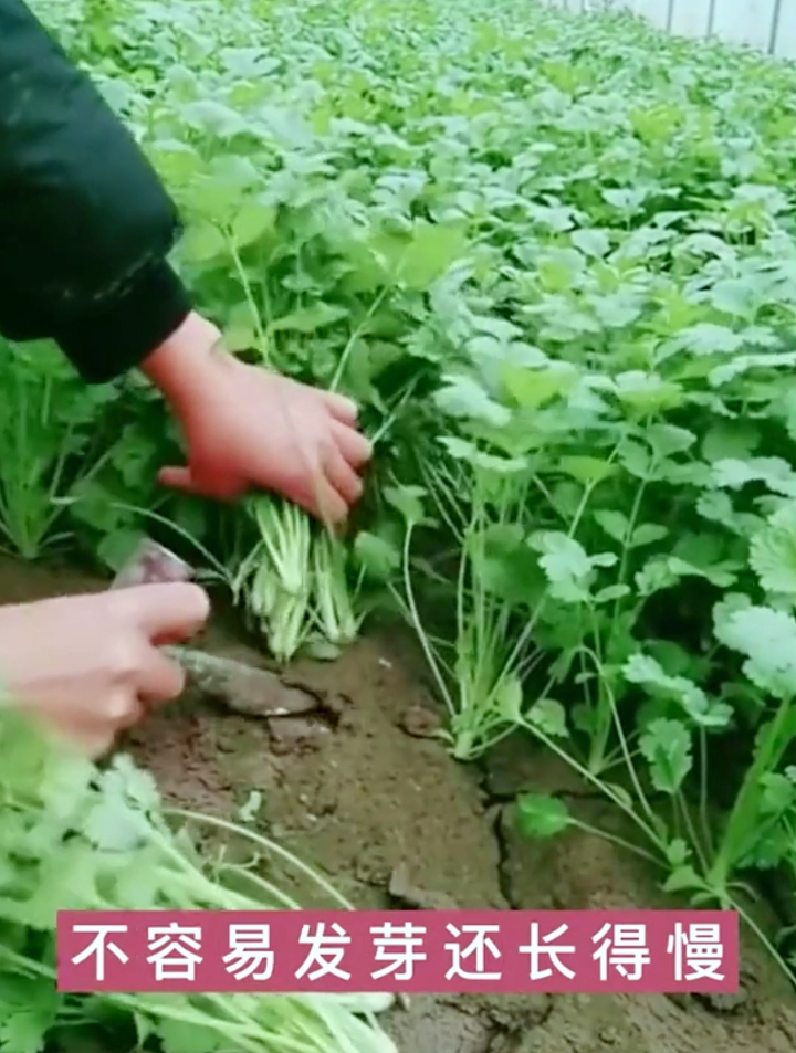 新手种植香菜掌握这“3步”,40度的天气也能3天发芽,20天采收!