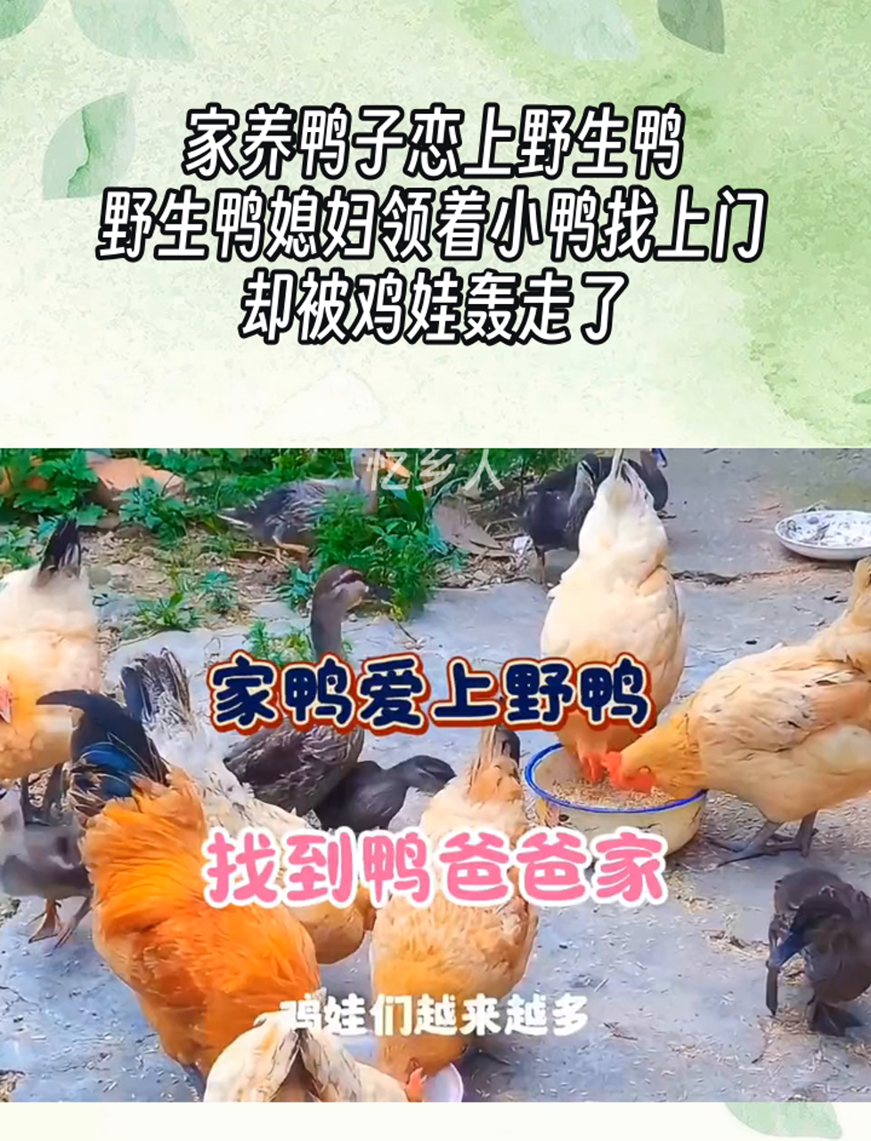 家养鸭子恋上野生鸭,野生鸭媳妇领着小鸭找上门,却被鸡娃轰走了